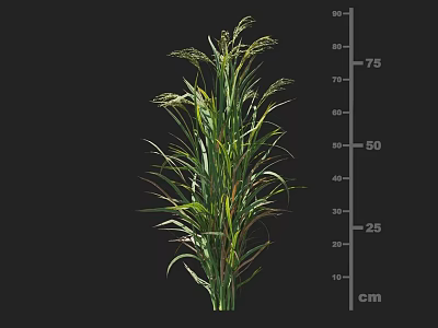 Cereal Crop Plant with Height Measurement Scale Showing Growth from 10cm to 75cm 3d model