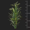 Cereal Crop Plant with Height Measurement Scale Showing Growth from 10cm to 75cm