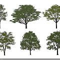 Multiple Arbor Specimens With Diverse Crown Shapes For Landscape Design 3d model