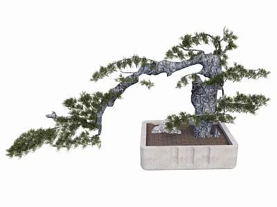 Bonsai Plant With Curved Branches Lush Green Foliage In Rectangular Stone Pot 3d model