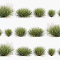 Green Grass Plants in Different Sizes Multiple Clusters Natural Growth Arrangement