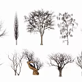 Various Bare Trees with Different Branch Shapes and Natural Structures