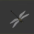 Detailed Black And Yellow Dragonfly With Transparent Wings In Flying Pose On Grey Background