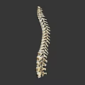 Human Spine Anatomy Model Showing Vertebral Column Structure and Details