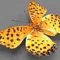 Vibrant Yellow Butterfly with Black Spots and Distinct Patterns on Spread Wings 3d model
