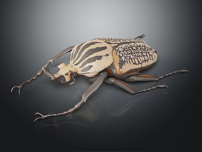 Striped Flying Beetle Showcasing Detailed Exoskeleton Texture Antennae And Legs On Dark Background 3d model