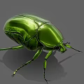 Shiny Green Beetle With Metallic Carapace And Long Legs On Gray Background