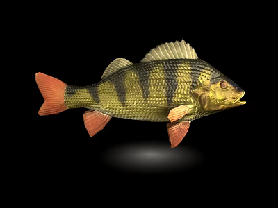 Colorful Freshwater Fish With Yellow Black Stripes Red Fins And Shiny Body 3d model
