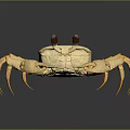 Golden Aquatic Crab With Shiny Shell Black Eyes And Textured Legs
