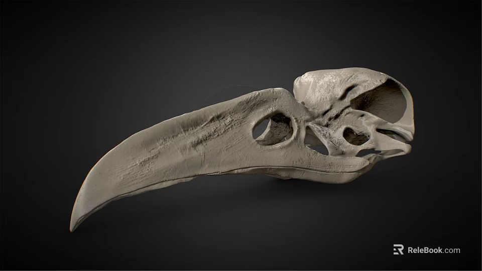 Medical Device 3D Bird Skull Anatomical Model for High Precision Medical Research and Education 3d model 