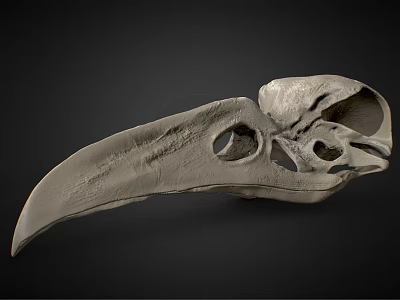 Medical Device 3D Bird Skull Anatomical Model for High Precision Medical Research and Education 3d model