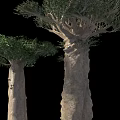 Baobab Trees With Thick Trunks And Green Foliage On Black Background 3d model