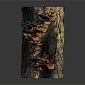 Organic Fresh Vegetable Mushrooms Growing On Natural Tree Trunk Surface