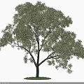 Tall Green Arbor With Lush Foliage Strong Trunk And Natural Shadow