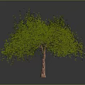 Green Leafy Tree With Dense Foliage And Brown Trunk In Grey Background