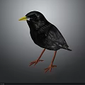 Black Bird With Yellow Beak And Red Legs On Gray Background With Reflection 3d model