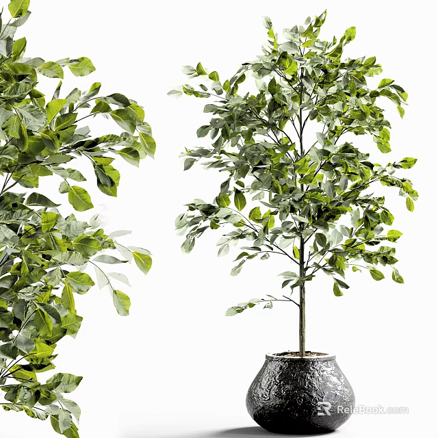 Lush Green Bonsai Potted Tree With Healthy Foliage In Decorative Indoor Pot 3d model 