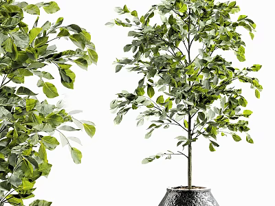 Lush Green Bonsai Potted Tree With Healthy Foliage In Decorative Indoor Pot 3d model