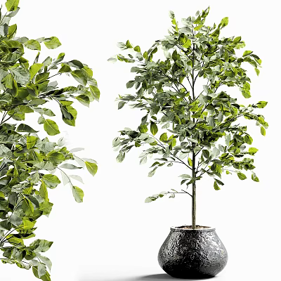 Lush Green Bonsai Potted Tree With Healthy Foliage In Decorative Indoor Pot 3d model