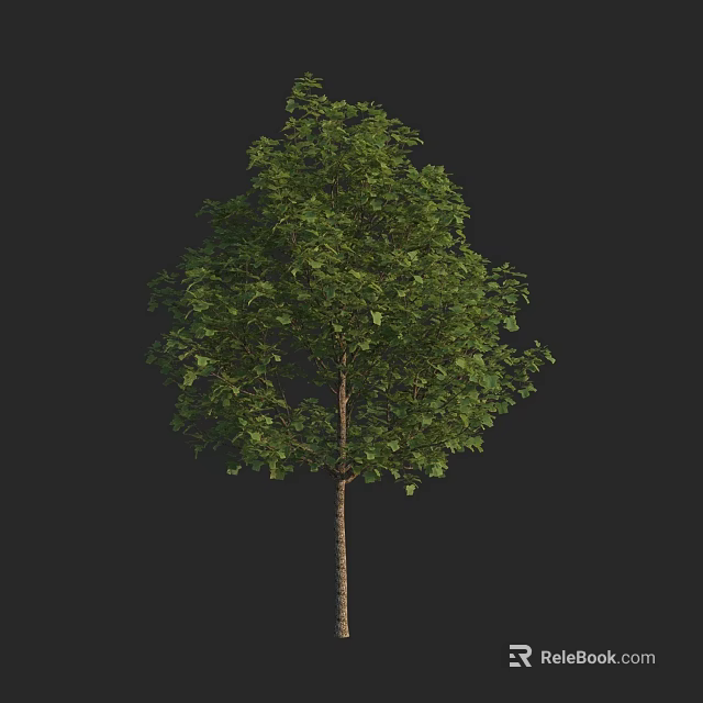 Arbor Tree With Lush Green Foliage And Brown Trunk Isolated On Black 3d model 