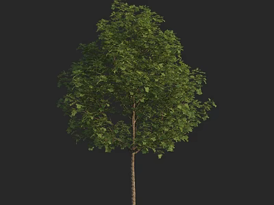 Arbor Tree With Lush Green Foliage And Brown Trunk Isolated On Black 3d model