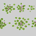 Beautiful Vase Flowers With Purple Small Blooms And Fresh Green Leafy Design