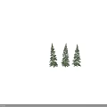 Three Tall Evergreen Coniferous Trees With Lush Green Branches And Foliage