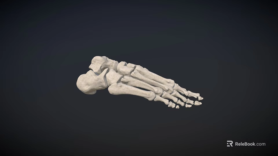 Detailed Human Foot Skeletal Anatomical Model Structure On Dark Background 3d model 