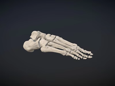 Detailed Human Foot Skeletal Anatomical Model Structure On Dark Background 3d model