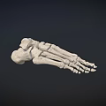 Detailed Human Foot Skeletal Anatomical Model Structure On Dark Background 3d model