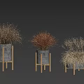 Bonsai Potted Plants On Wooden Stands With Colorful Grass Light Walls And Wooden Floor