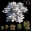 Garden Ornamental Viburnum Odoratissimum With Vibrant Foliage Various Sizes For Garden Decoration