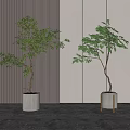Modern Interior Bonsai Trees with Striped Dark and Light Flat Walls White Pots Gray Floor