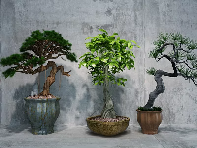 Bonsai Plants Various Species in Decorative Ceramic Pots for Indoor Garden Decoration 3d model