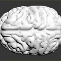 Advanced Medical Device Silver Brain Model for Medical Education and Research with Detailed Anatomical Structure