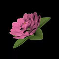 Vibrant Pink Lotus Flower with Fresh Green Leaves and Delicate Petals