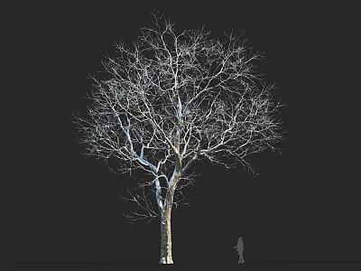 Leafless Tall Arbor Tree Against Black Background with Human Silhouette for Scale 3d model