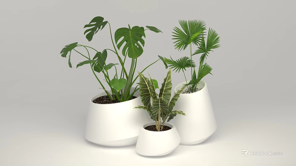 Collection of Potted Plants in White Conical Pots with Monstera Palm and Tropical Leaves 3d model 