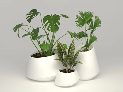 Collection of Potted Plants in White Conical Pots with Monstera Palm and Tropical Leaves 3d model