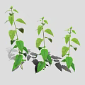Three Green Plants with Fresh Leaves Casting Soft Shadows on Light Background 3d model