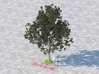 Arbor Featuring White Bark Pine With Person Measuring On Gray Square Tile Ground 3d model