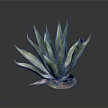 Tall Agave Plant With Green Pointed Leaves And Decorative Colored Base