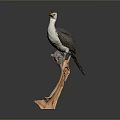 Lifelike Bird Model Perched on Wooden Branch Against Grey Background