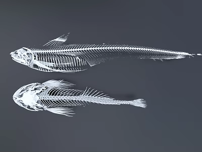 Unique Fish Skeleton Wall Decor For Modern Home Interior Decoration 3d model