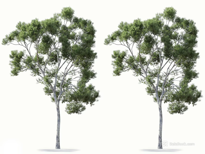 Two Arbor Trees With White Trunks Lush Green Foliage And Spreading Branches 3d model