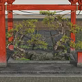 Japanese Lohan Pine Modeling Pine Landscape Pine 3d model