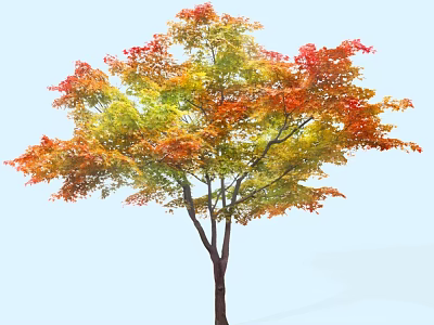 Autumn Arbor With Colorful Red Yellow Green Leaves In Natural Setting 3d model