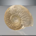 Ammonite Fossil With Spiral Shape And Textured Surface On Dark Background
