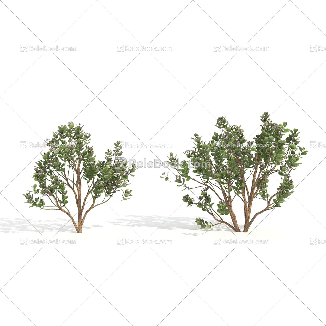 plant shrub hedge flower 3d model