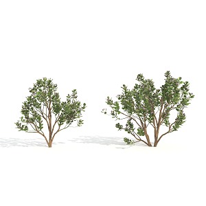 plant shrub hedge flower 3d model